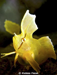 A Golden Weedfish (Cristiceps aurantiacus).

Taken at S... by Melissa Fiene 